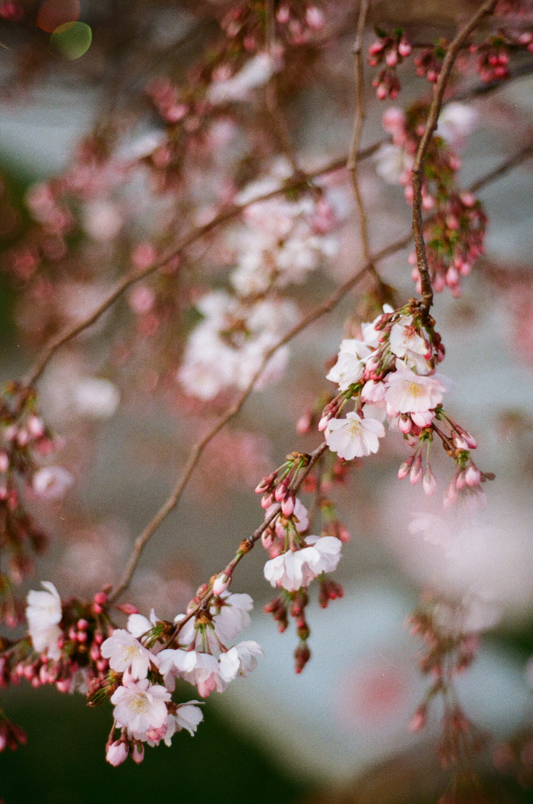 Analog Kodak Gold 200 Nikon 100F